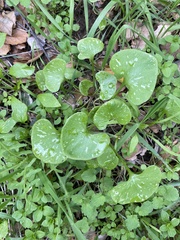 Claytonia perfoliata