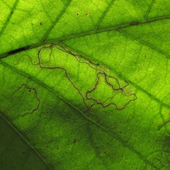 Stigmella saginella