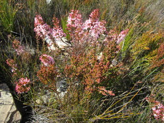 Erica daphniflora daphniflora