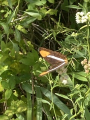 Adelpha syma