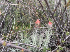 Castilleja foliolosa