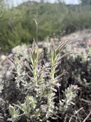Castilleja foliolosa