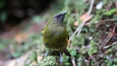 Anthornis melanura