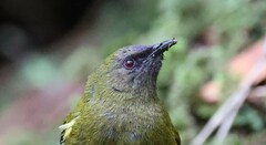 Anthornis melanura