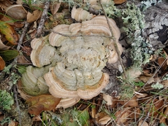 Trametes hirsuta