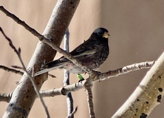 Leucosticte atrata