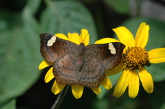 Emesis saturata