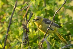 Icterus spurius