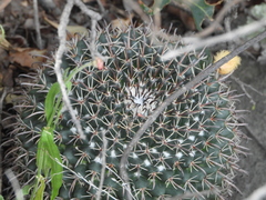 Mammillaria uncinata