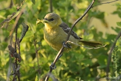 Icterus spurius