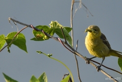Icterus spurius