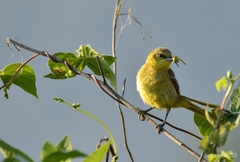 Icterus spurius