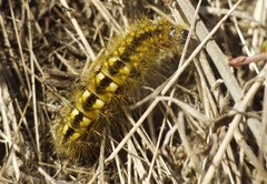 Lepidoptera