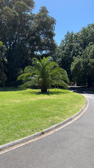 Phoenix canariensis
