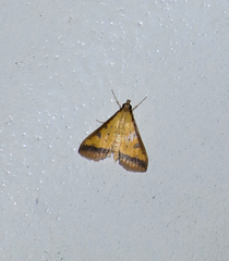 Pyraustinae