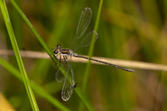 Archiargiolestes pusillus