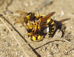 Katamenes dimidiatus