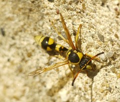 Katamenes dimidiatus