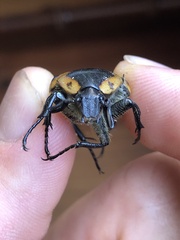 Chondropyga dorsalis