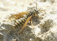 Polistes dominula