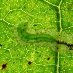 Stigmella saginella