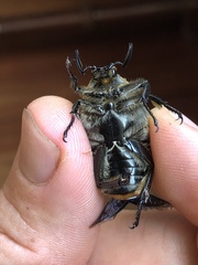 Chondropyga dorsalis