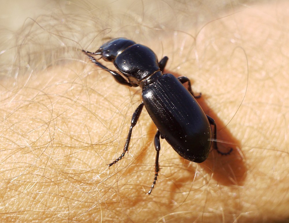 Broscus semistriatus