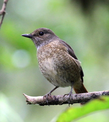 Monticola erythronotus