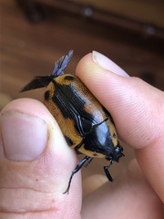 Chondropyga dorsalis