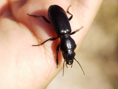 Broscus semistriatus