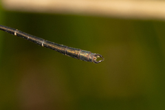 Archiargiolestes pusillus