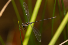 Archiargiolestes pusillus