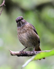 Monticola erythronotus