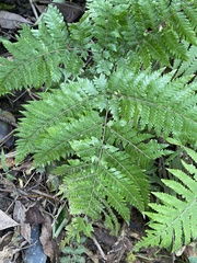 Ctenitis subglandulosa