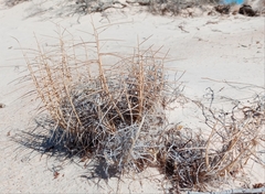Muhlenbergia pungens