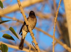 Pycnonotus barbatus