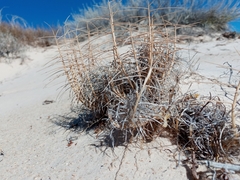 Muhlenbergia pungens