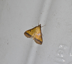 Pyraustinae