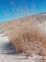 Muhlenbergia pungens
