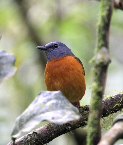 Amber Mountain Rock-Thrush