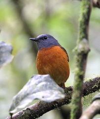 Monticola erythronotus
