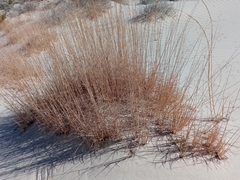 Muhlenbergia pungens