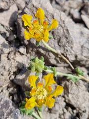 Loasa sigmoidea