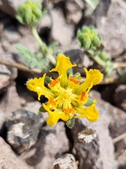 Loasa sigmoidea