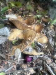 Lactarius alnicola