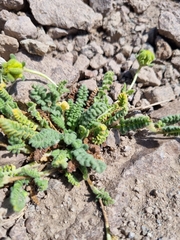 Loasa sigmoidea