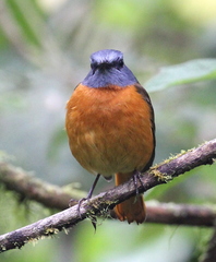 Monticola erythronotus