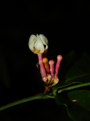 Tabernaemontana undulata