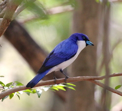 Cyanolanius madagascarinus