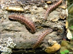 Polydesmus complanatus